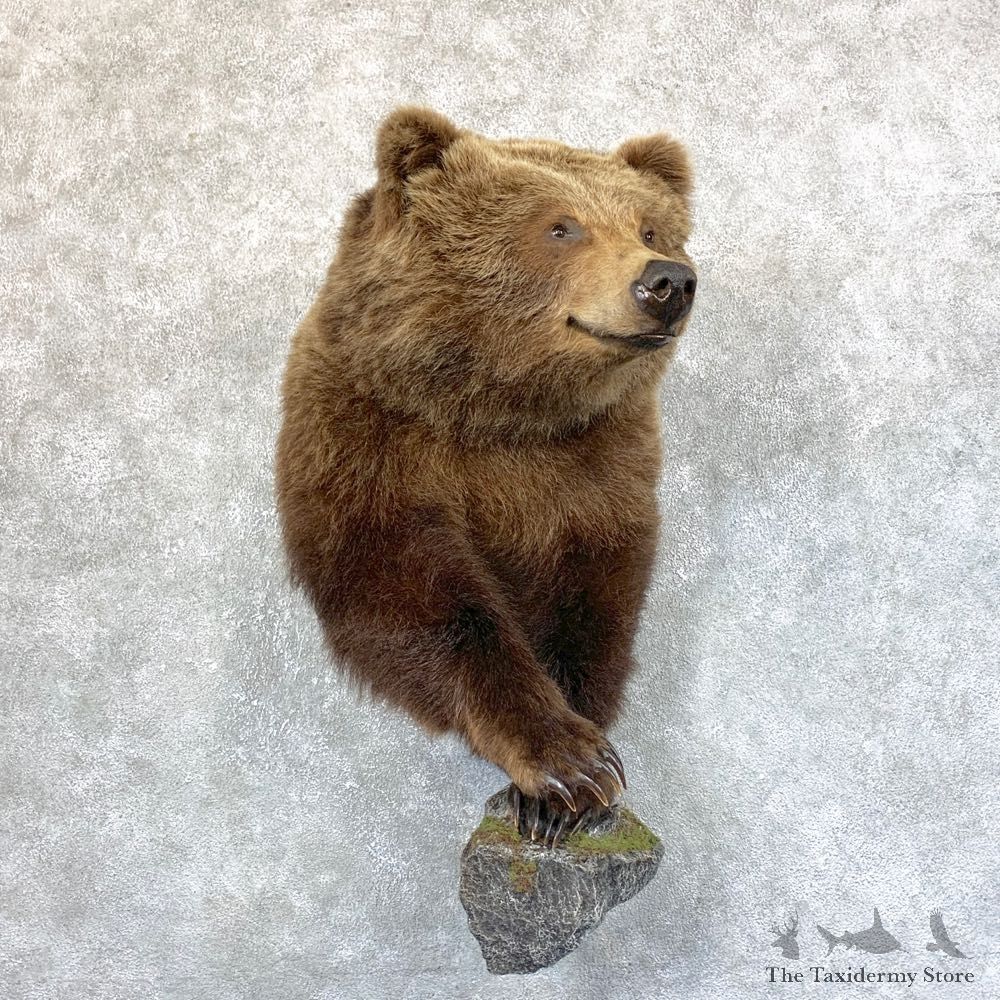 Grizzly Bear Half Life-Size Mount For Sale #23733 @ The Taxidermy Store