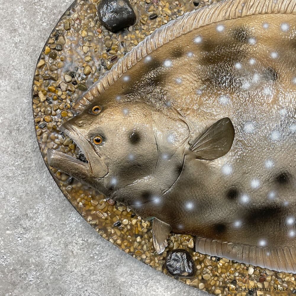 Reproduction Pacific Flounder Fish Mount For Sale #28694 @ The Taxidermy Store