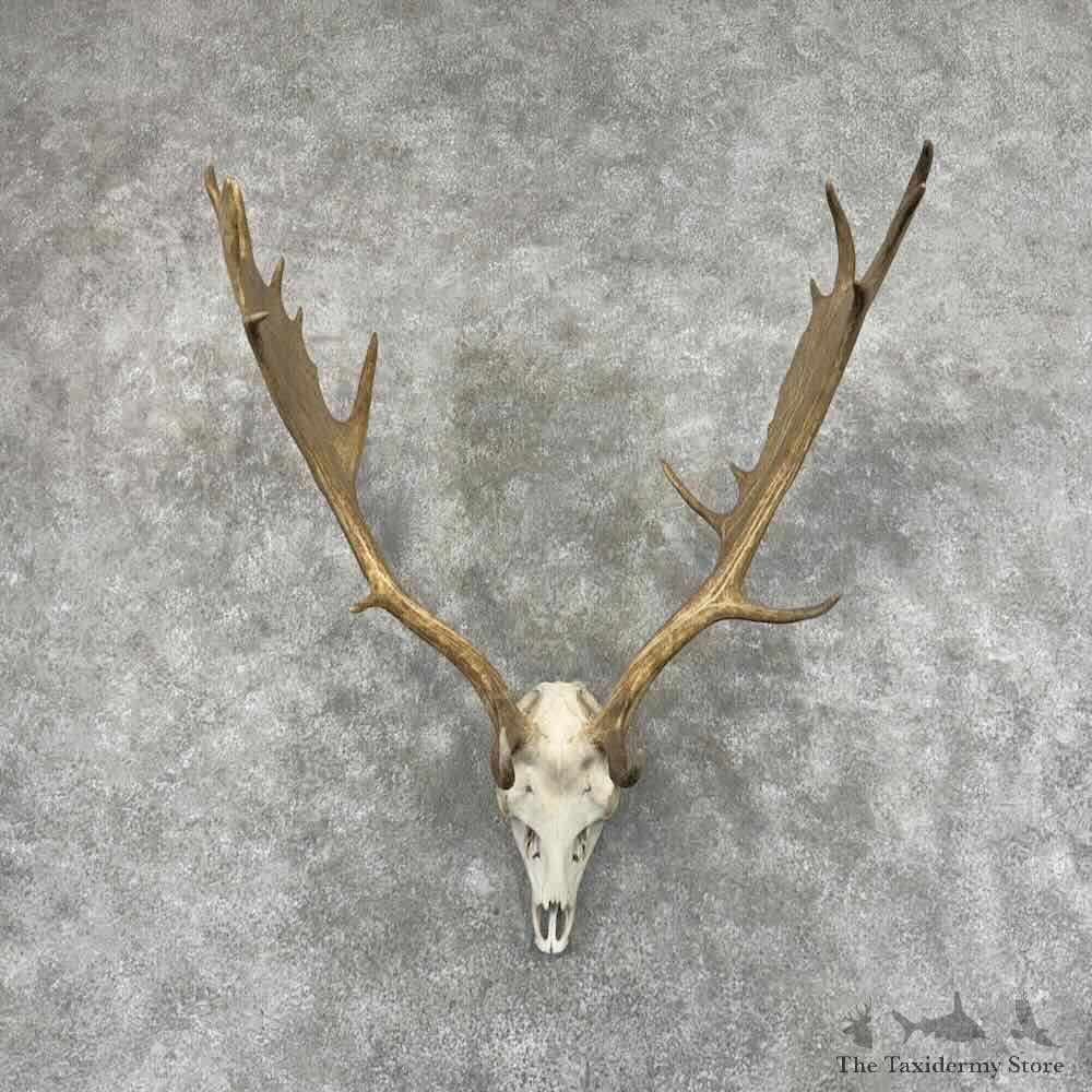 North America Fallow Deer Skull Antler European Mount For Sale #32151 @ The Taxidermy Store