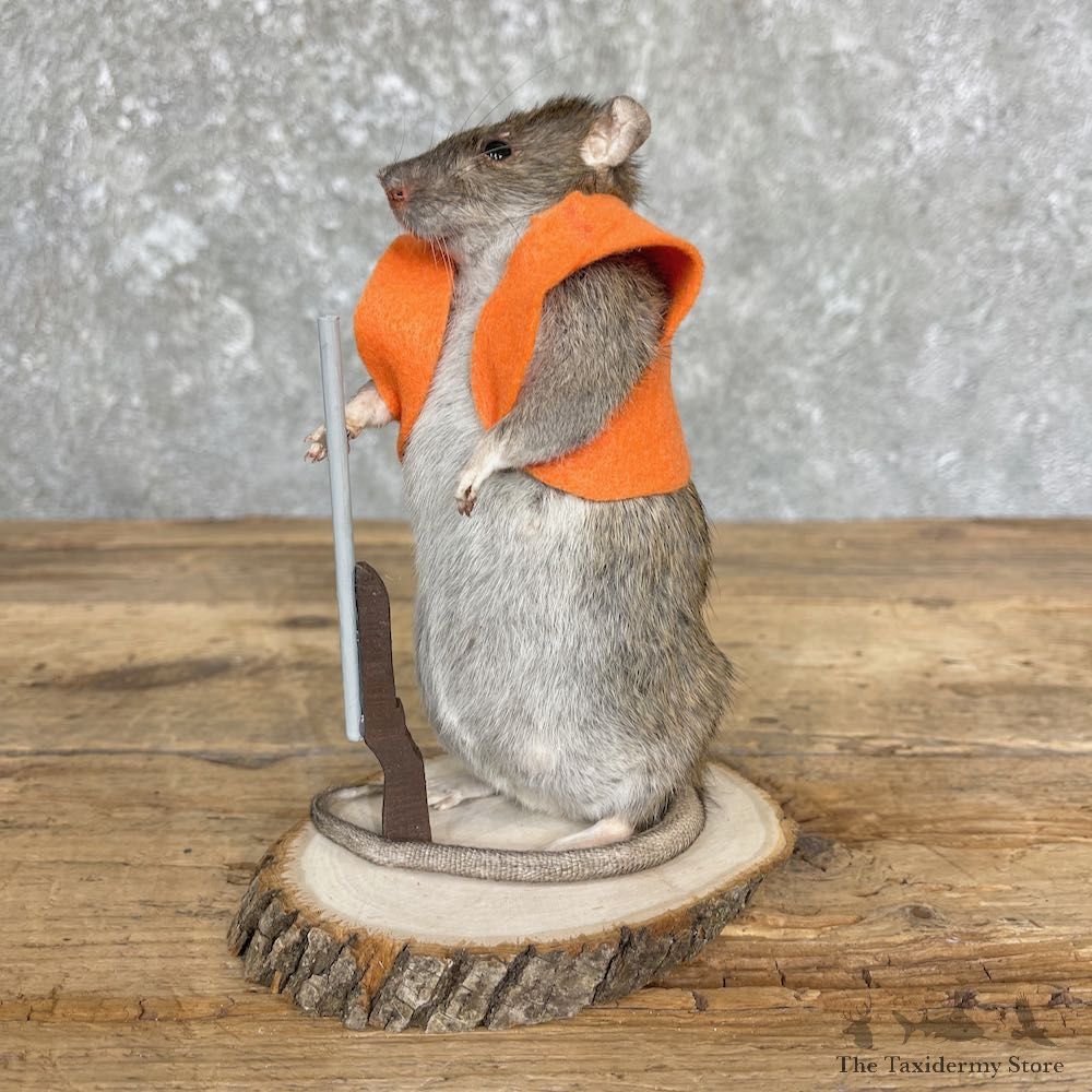 Hunting Rat Novelty Mount For Sale #26643 @ The Taxidermy Store