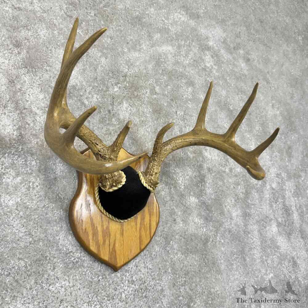 Whitetail Deer Antler Plaque Mount For Sale #31668 @ The Taxidermy Store