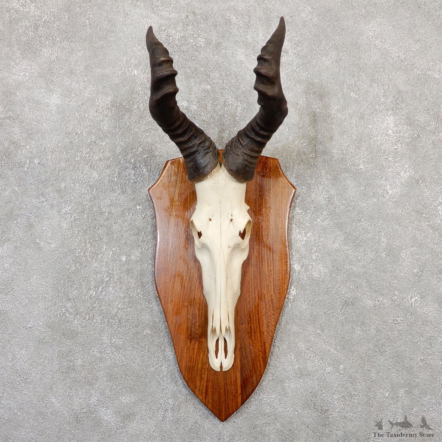 Lichtenstein Hartebeest Skull & Horn European Mount For Sale #20049 @ The Taxidermy Store