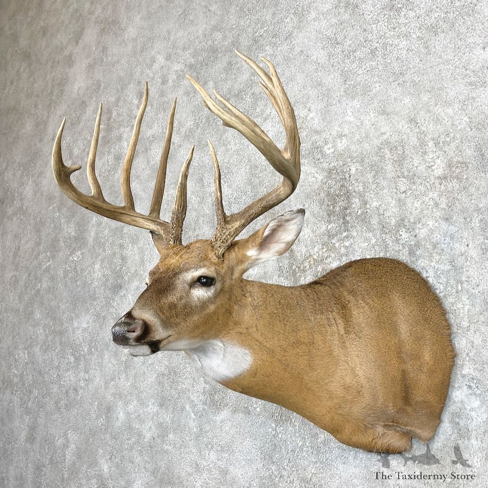 Whitetail Deer Shoulder Mount For Sale #26911 @ The Taxidermy Store