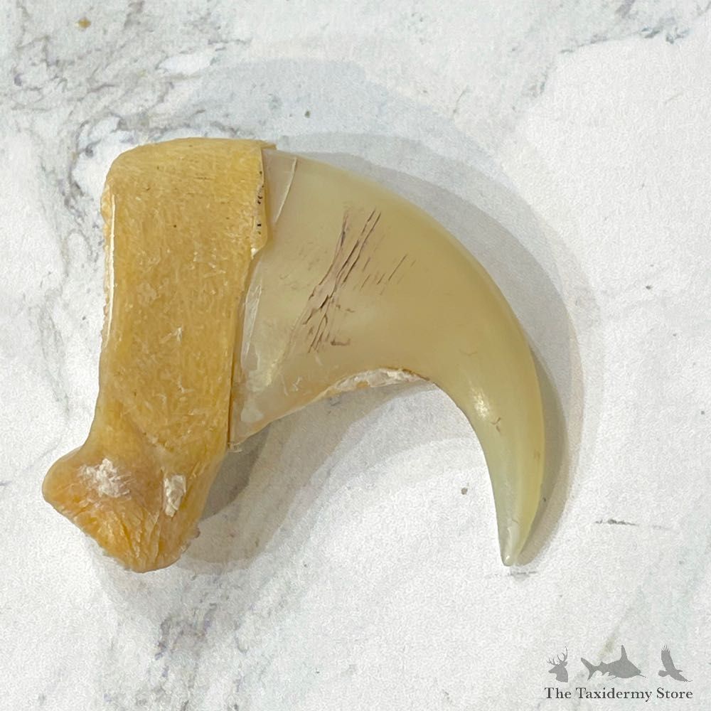 Mountain Lion Cougar Authentic Claw #24910 For Sale @ The Taxidermy Store