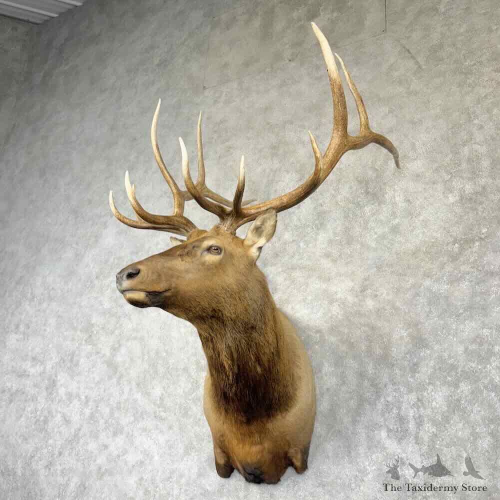 Rocky Mountain Elk Shoulder Mount For Sale #30368 @ The Taxidermy Store