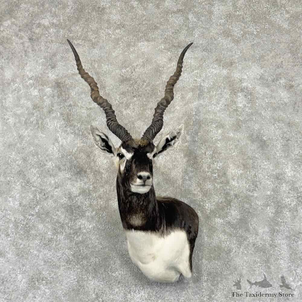 India Blackbuck Wall Pedestal Mount For Sale #31639 @ The Taxidermy Store