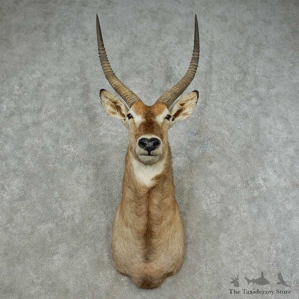 Common Waterbuck Shoulder Mount For Sale #16718 @ The Taxidermy Store