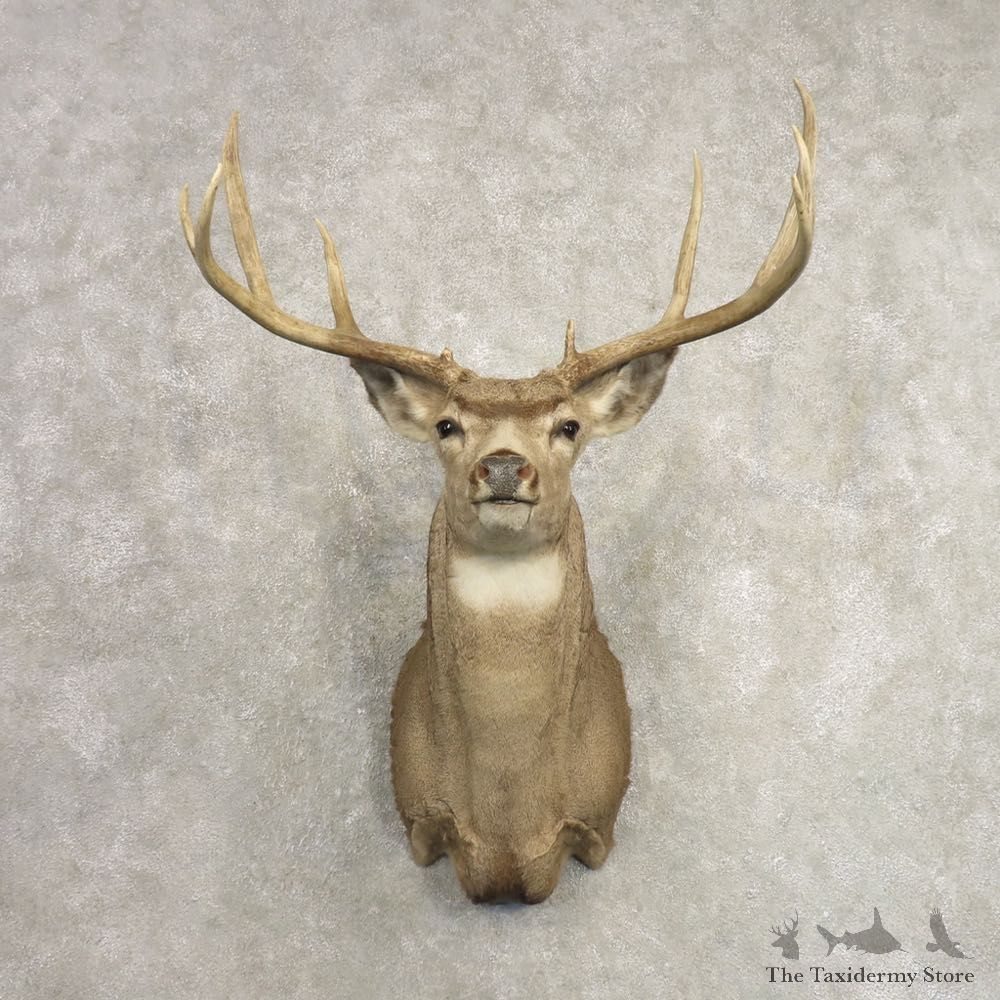 Mule Deer Shoulder Mount For Sale #20492 @ The Taxidermy Store