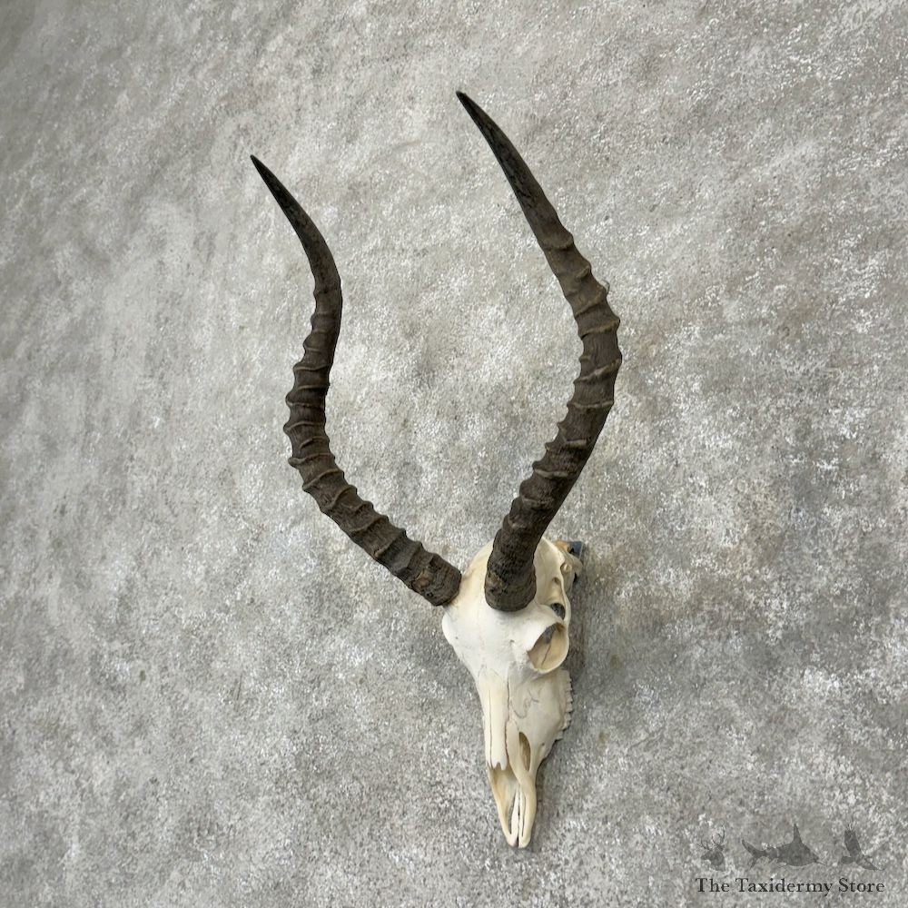 Impala Skull & Horns European Mount For Sale #29825 @ The Taxidermy Store