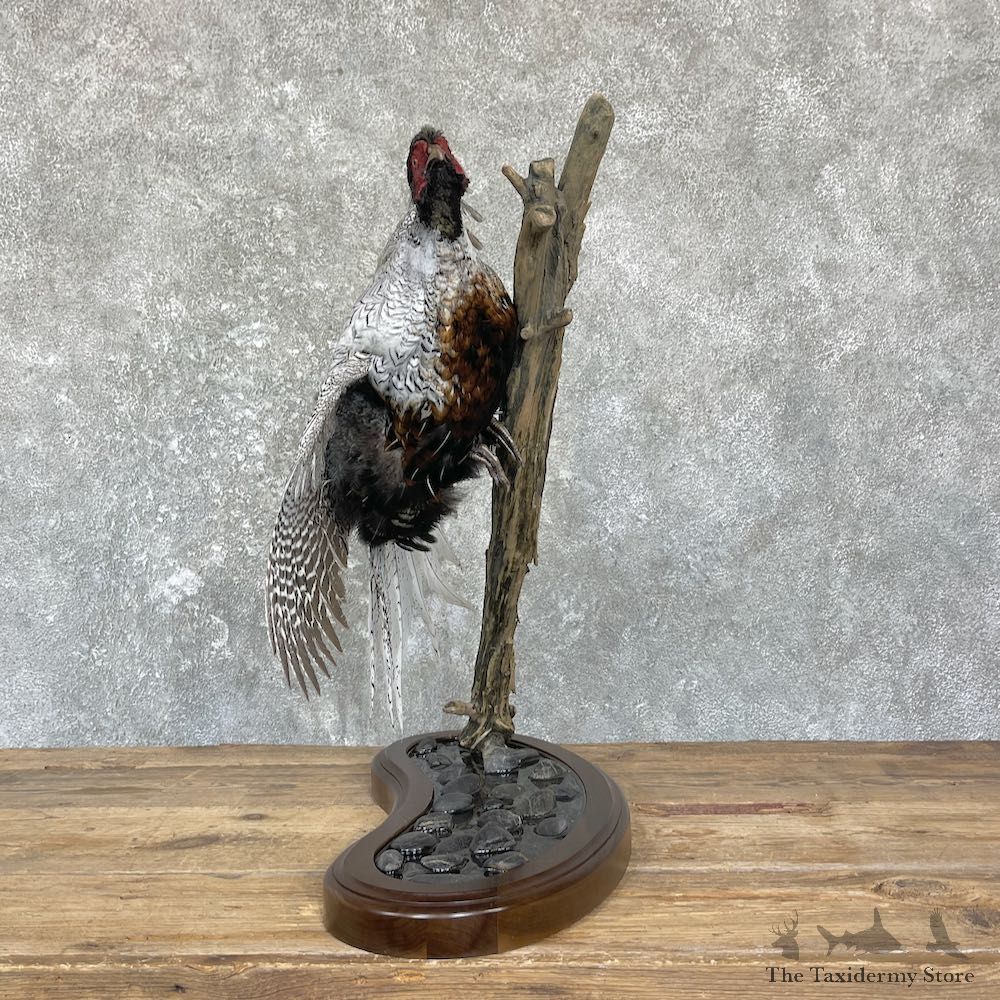 Silver/Ringneck Cross Pheasant Life-Size Mount #26445 For Sale @ The Taxidermy Store