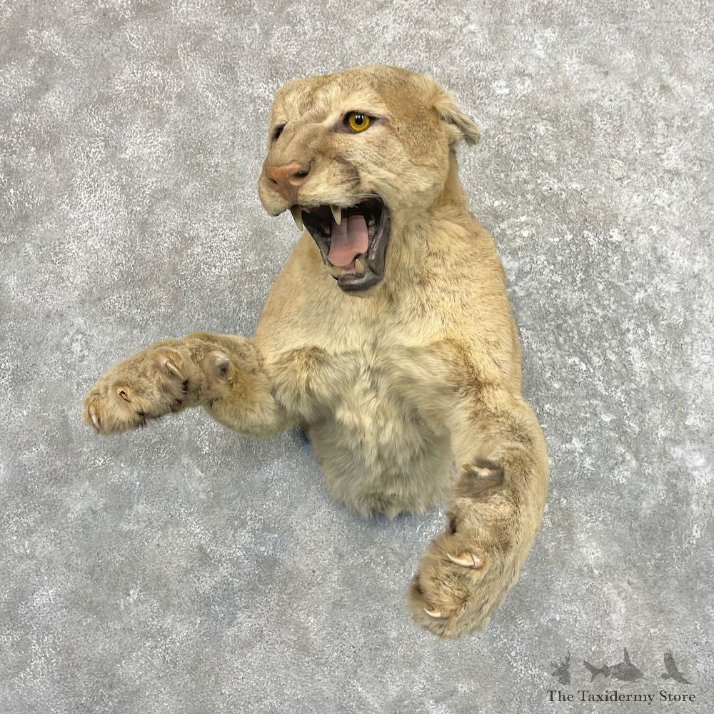 Mountain Lion Half Life-Size Mount For Sale #27643 @ The Taxidermy Store