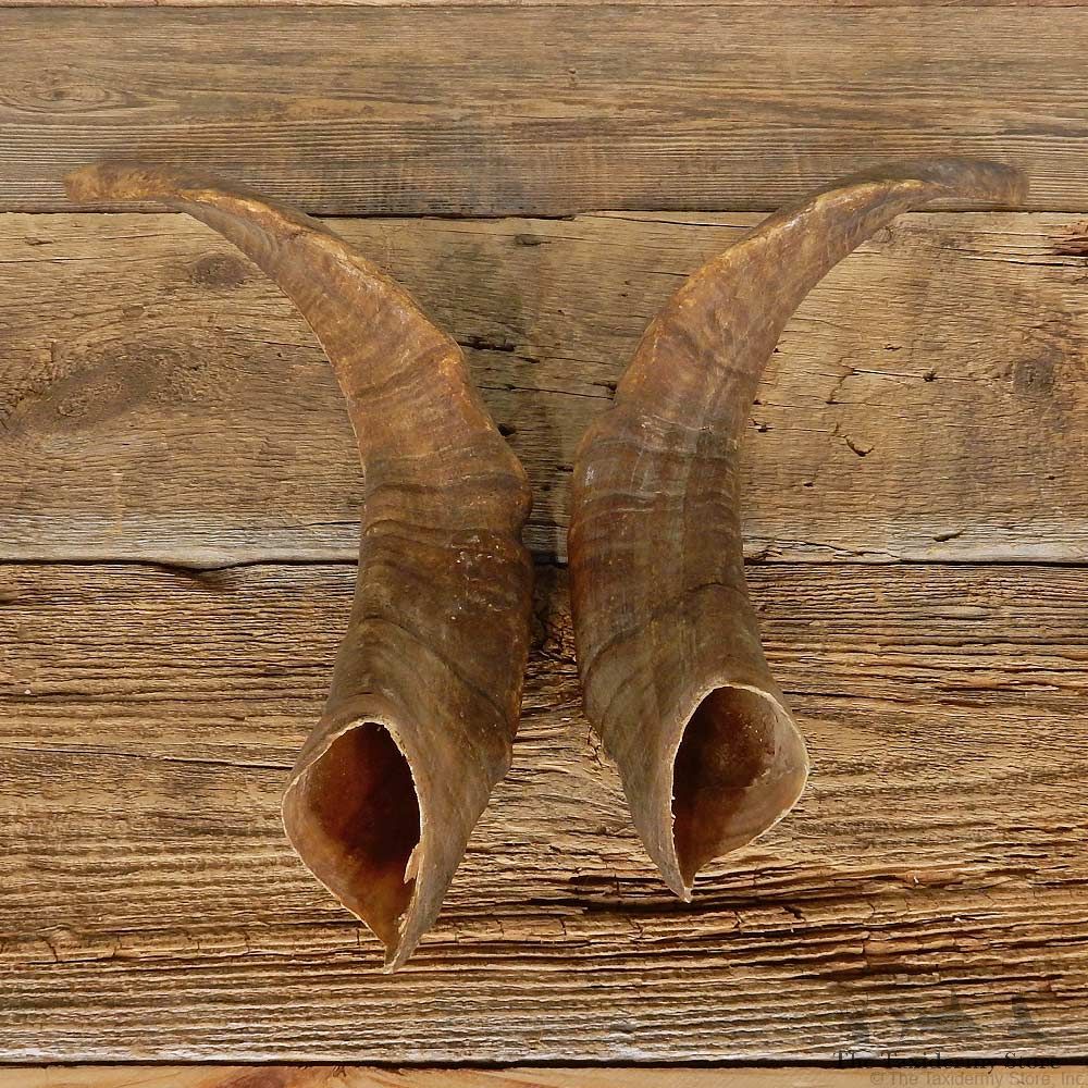 Catalina Goat Horn Set For Sale #14959 @ The Taxidermy Store
