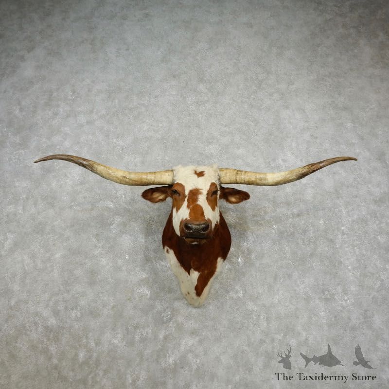 Texas Longhorn Shoulder Mount For Sale #17414 @ The Taxidermy Store