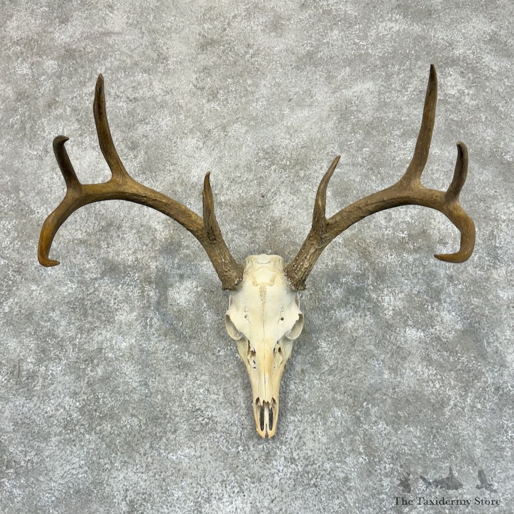 Whitetail Deer Skull European Mount For Sale #29240 @ The Taxidermy Store