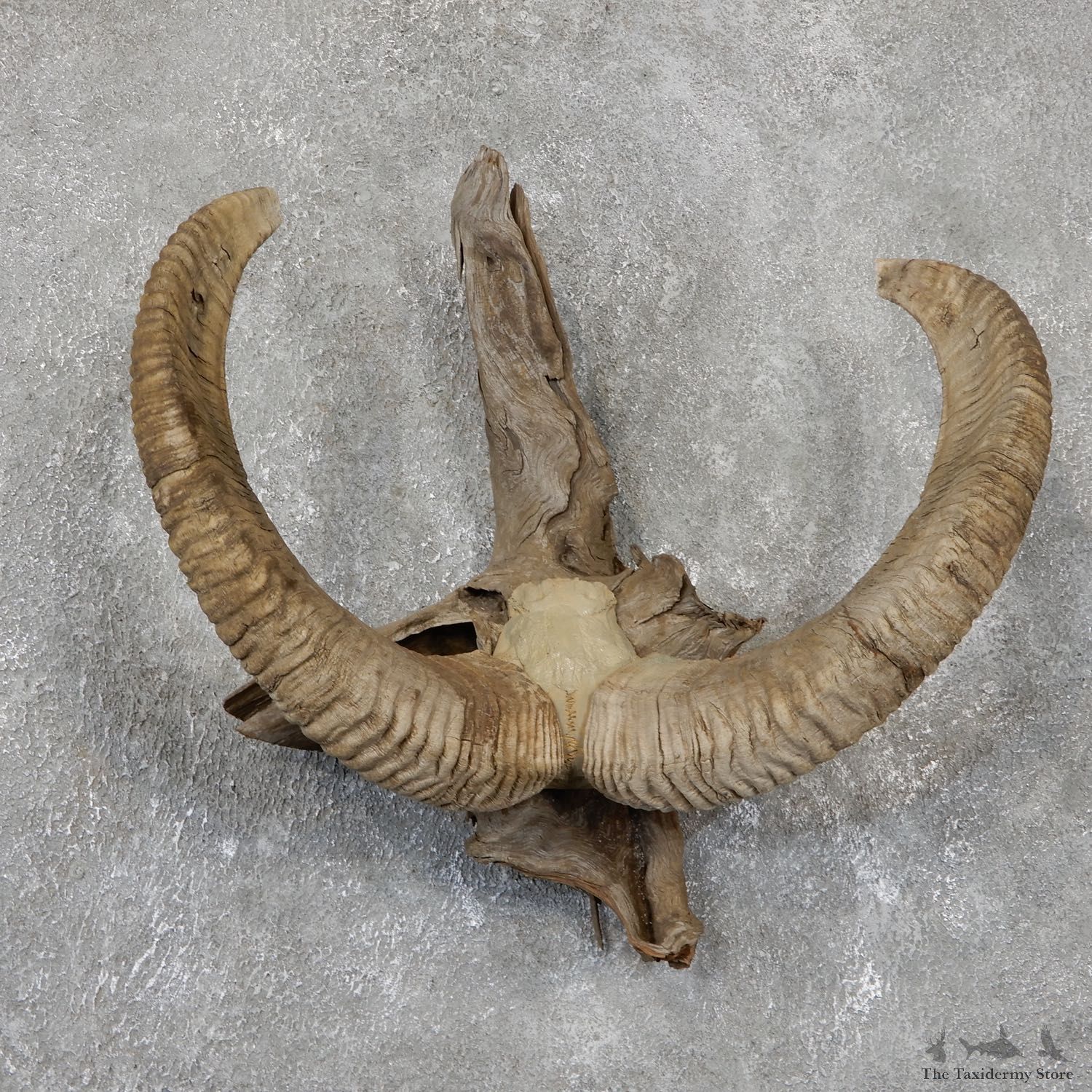 Mouflon Ram Horn Taxidermy Mount For Sale #19505 For Sale @ The Taxidermy Store