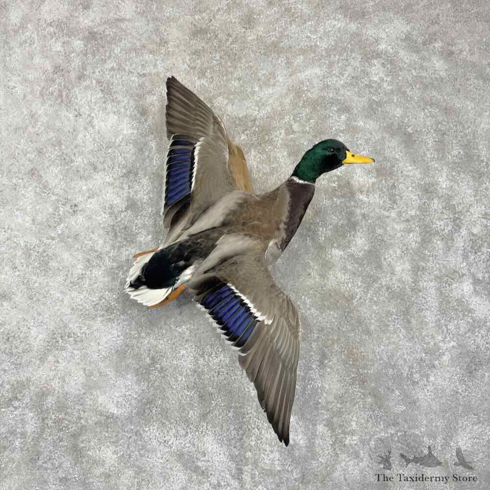 Mallard Duck Drake Bird Mount For Sale #31725 @ The Taxidermy Store