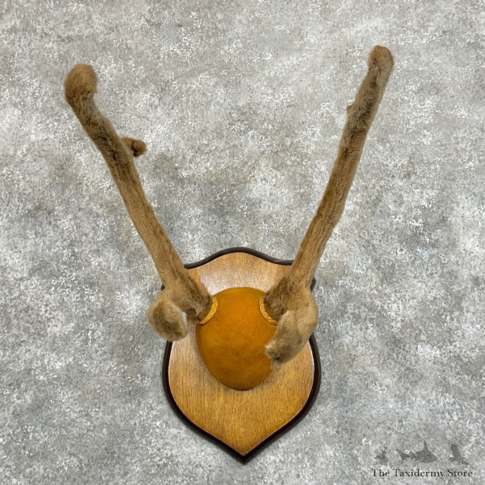 Caribou Plaque Mount For Sale #28851 @ The Taxidermy Store