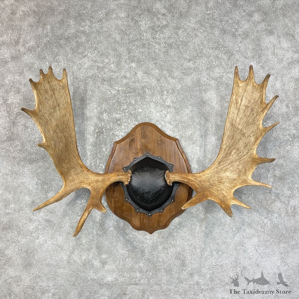 Canadian Moose Antler Plaque For Sale #25494 @ The Taxidermy Store