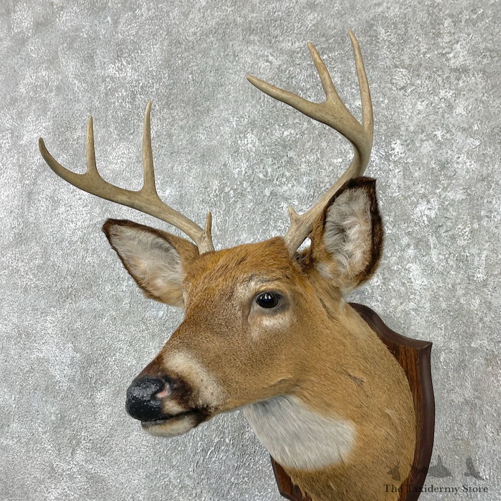 Whitetail Deer Shoulder Mount For Sale #25986 @ The Taxidermy Store