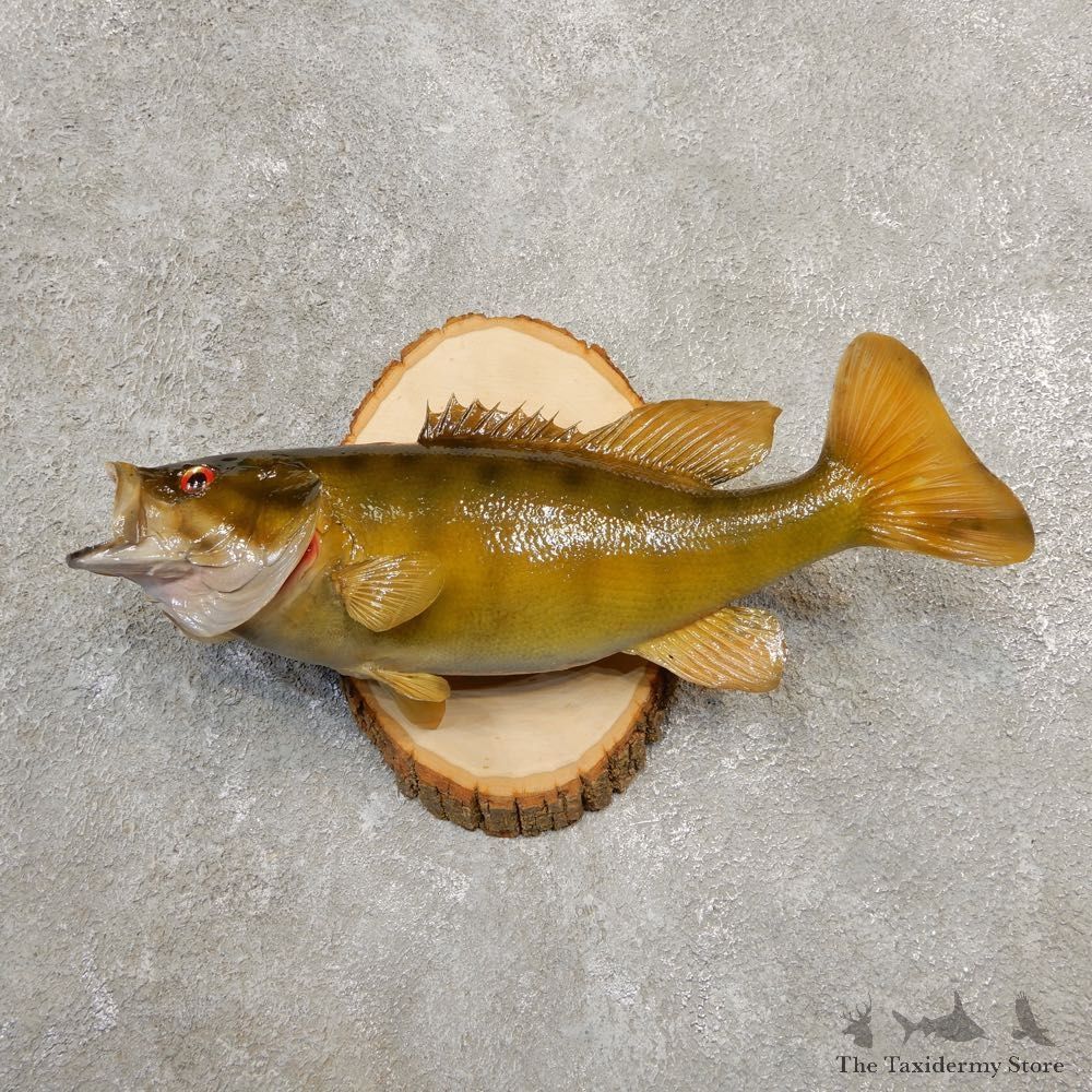 Smallmouth Bass Taxidermy Fish Mount #20585 For Sale @ The Taxidermy Store