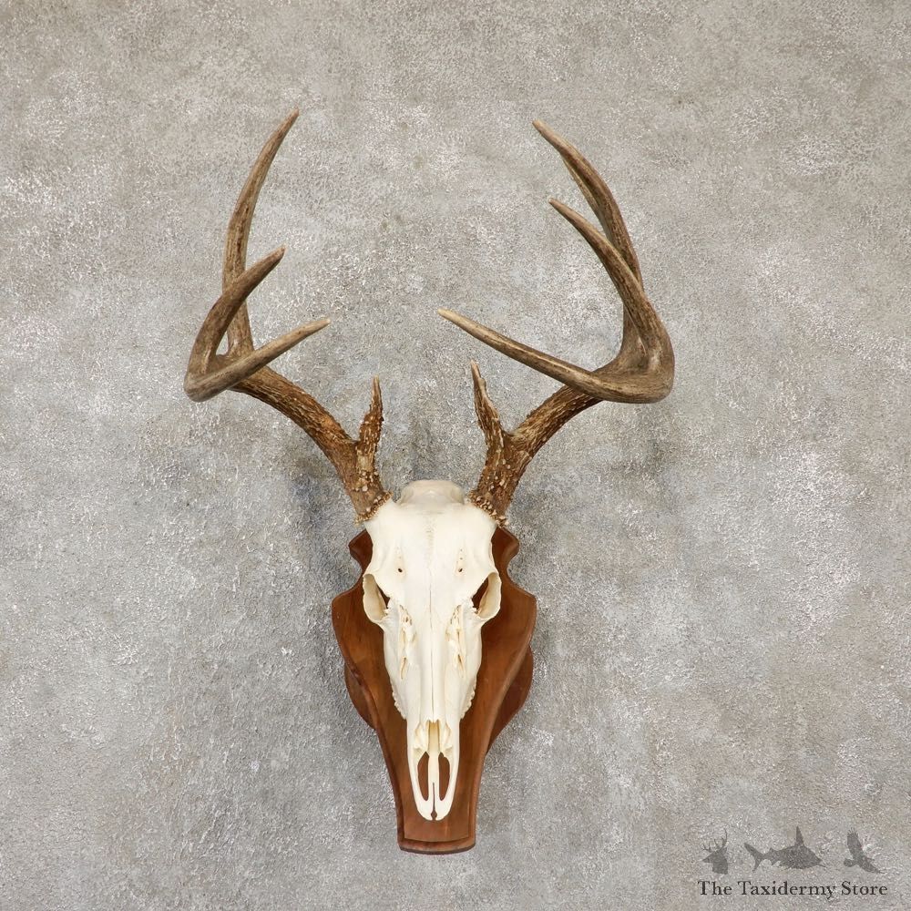 Whitetail Deer Skull European Mount For Sale #20102 @ The Taxidermy Store