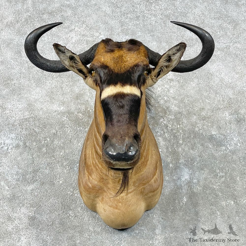 Nyasa Wildebeest Shoulder Mount For Sale #26836 - The Taxidermy Store
