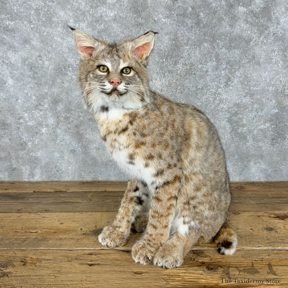 Bobcat Life-Size Mount For Sale #29674 @ The Taxidermy Store