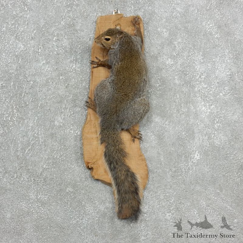 Grey Squirrel Life-Size Mount For Sale #18120 @ The Taxidermy Store