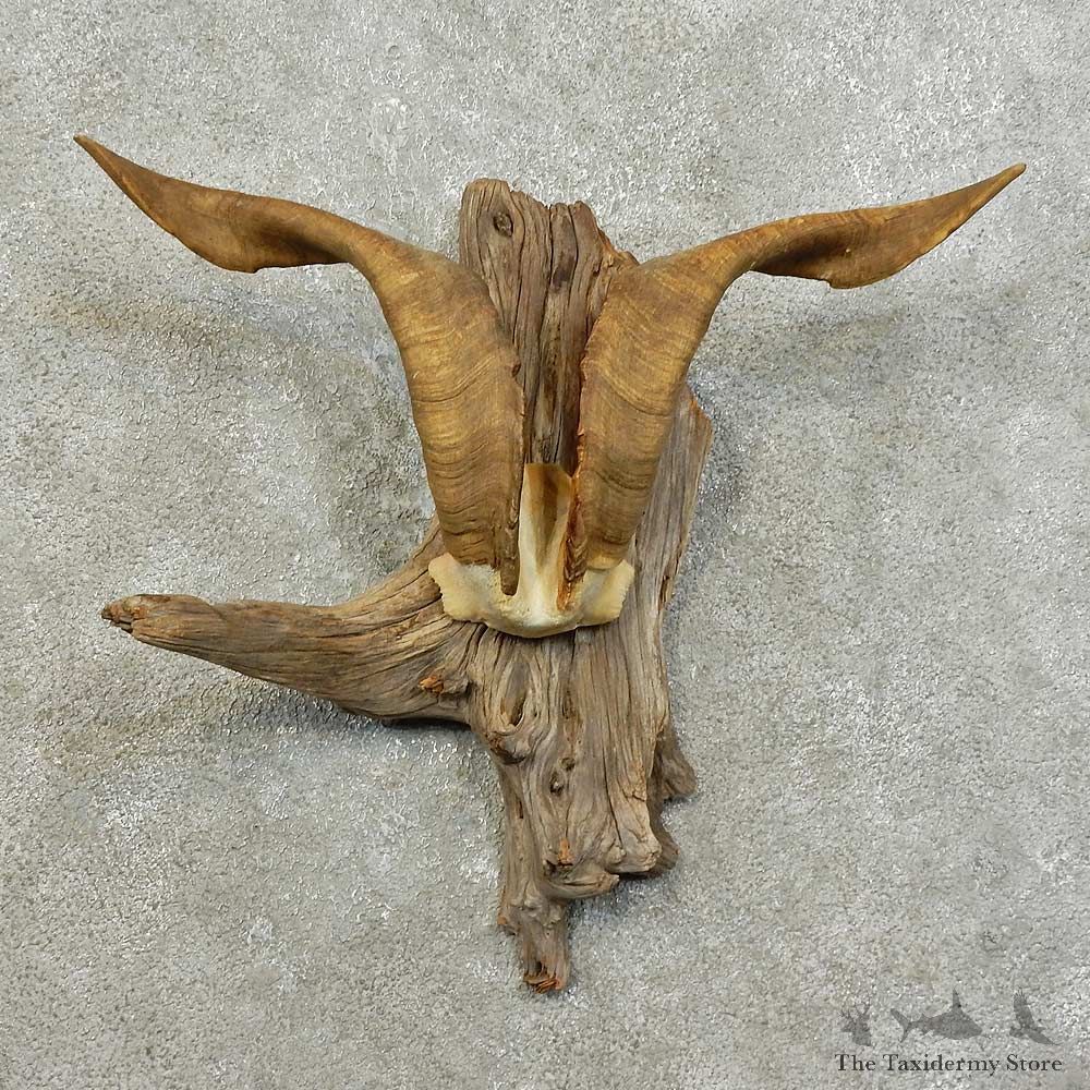 Catalina Goat Antler Mount For Sale #15990 @ The Taxidermy Store