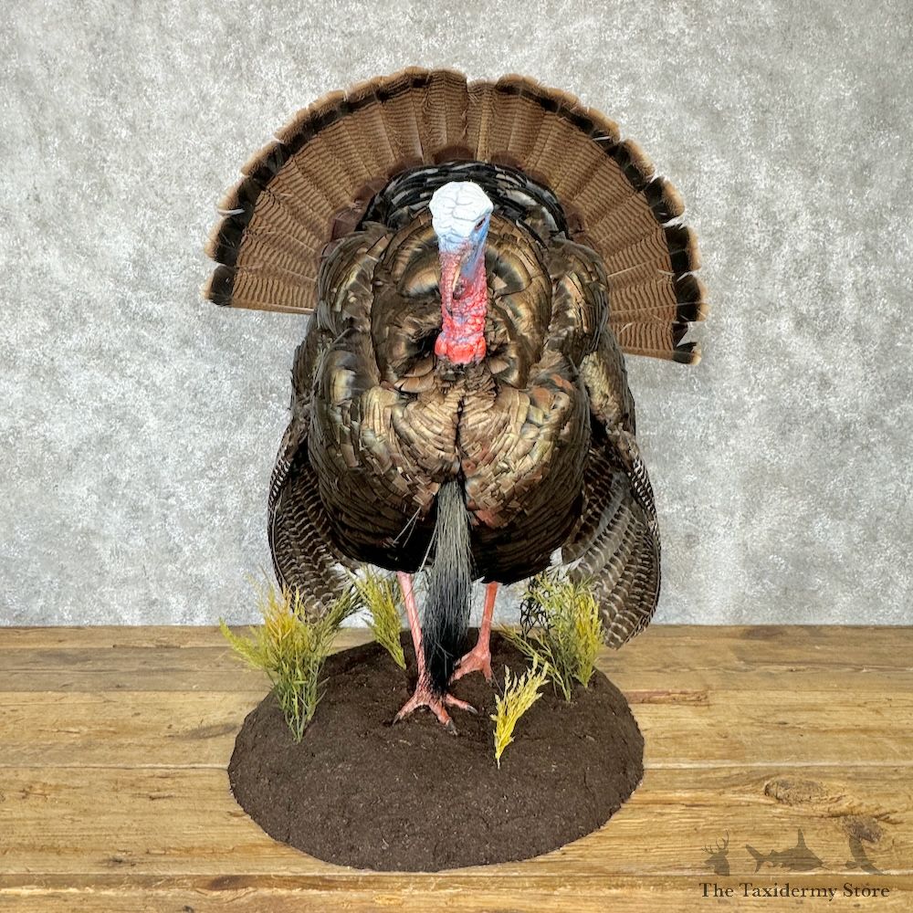 Eastern Turkey Bird Mount For Sale #29786 @ The Taxidermy Store