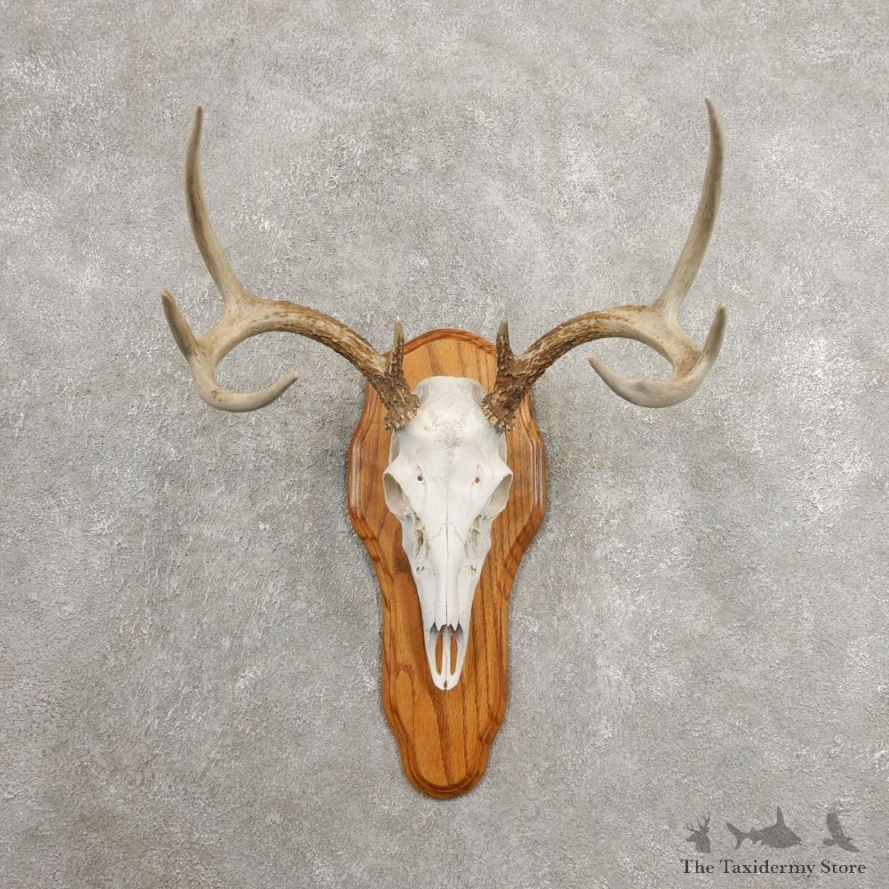 Whitetail Deer Skull European Mount For Sale #20984 @ The Taxidermy Store
