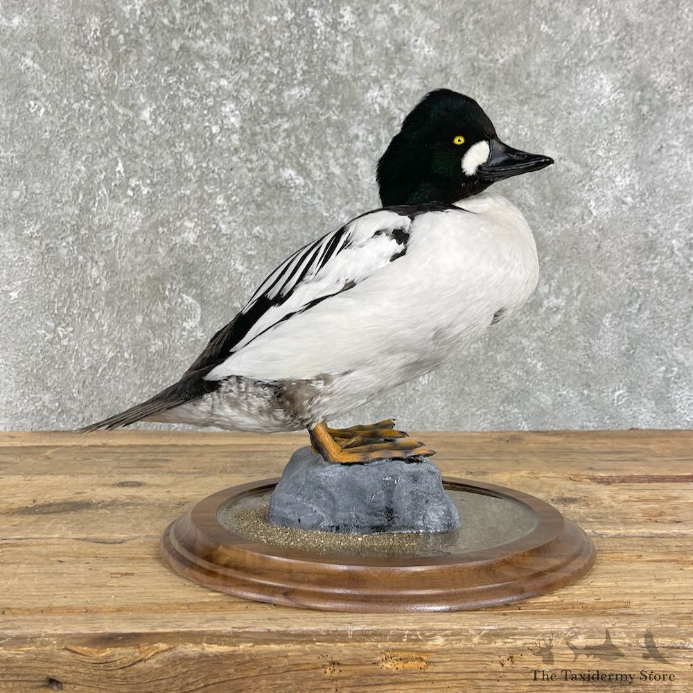 Common Goldeneye Taxidermy Duck Mount For Sale #26192 @The Taxidermy Store