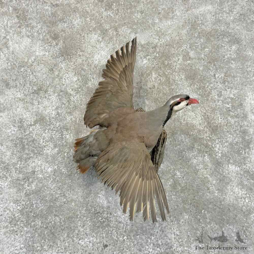 Chukar Partridge Life Size Mount For Sale #31954 @ The Taxidermy Store