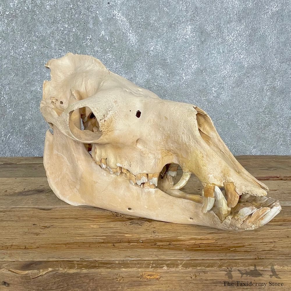 Dromedary Camel Full Skull For Sale #24135 @ The Taxidermy Store