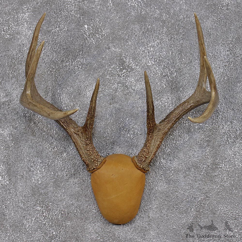 Whitetail Deer Taxidermy Leather Antler Mount #12432 For Sale @ The Taxidermy Store