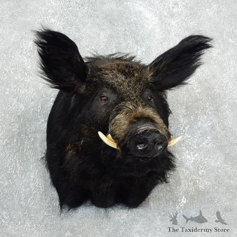 Wild Boar Shoulder Mount For Sale #17998 @ The Taxidermy Store