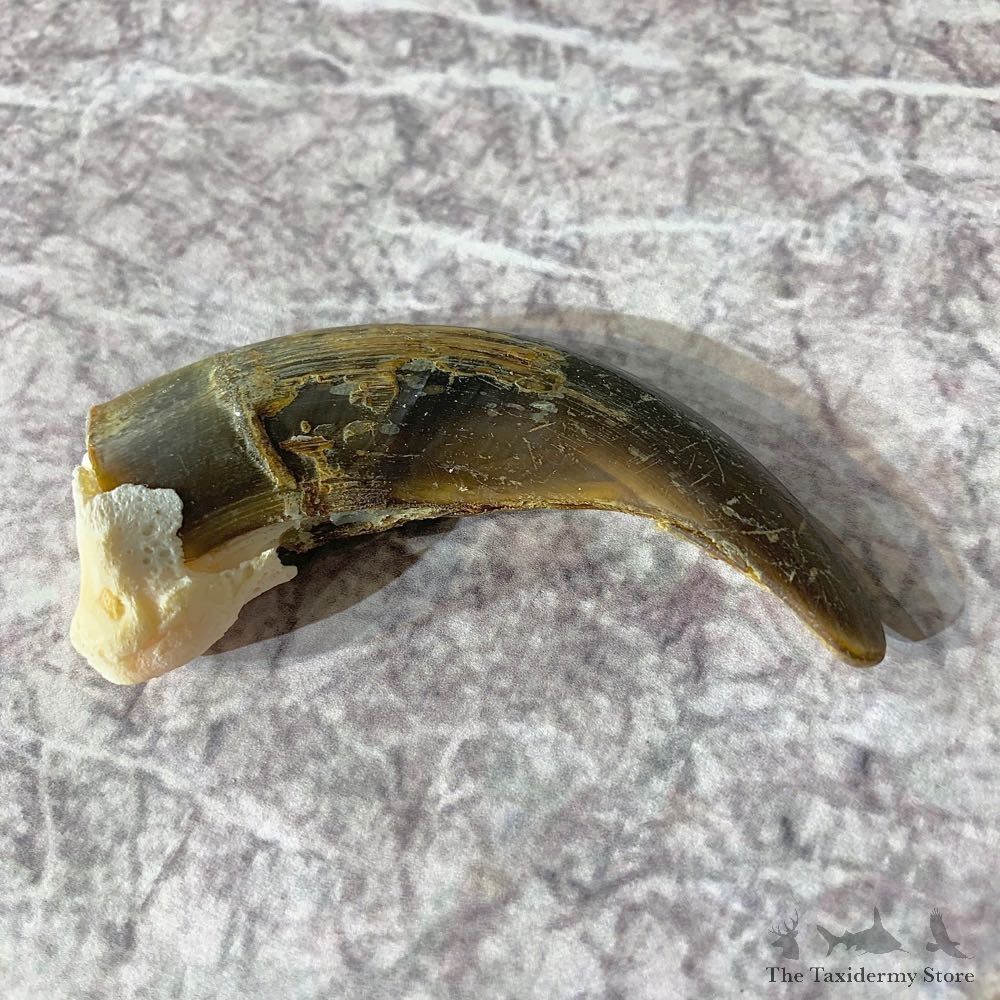 Grizzly Bear Claw For Sale #21898 - The Taxidermy Store