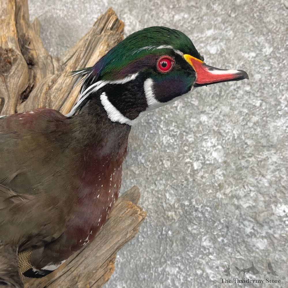 Wood Duck Drake Taxidermy Mount For Sale #26491 @ The Taxidermy Store