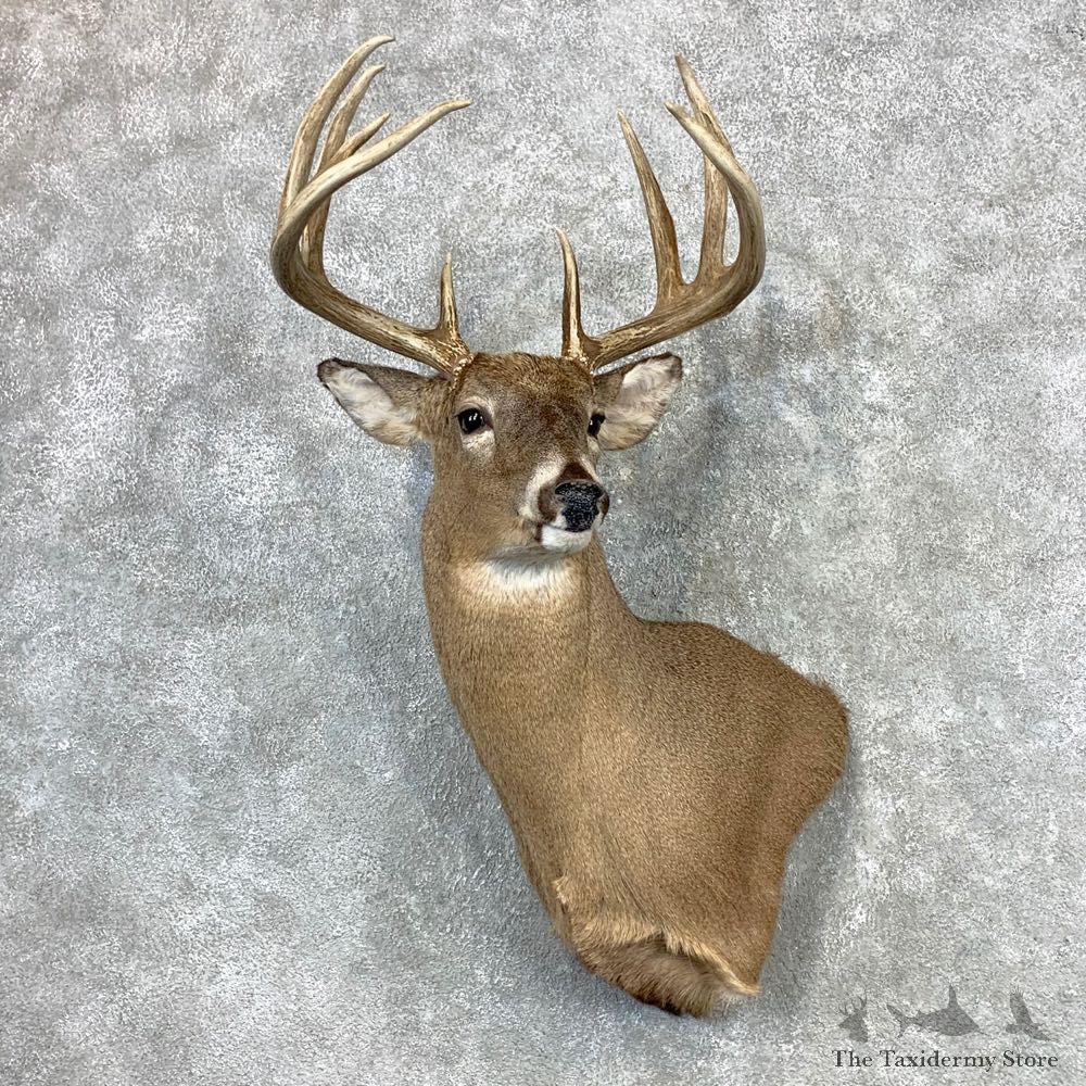 Whitetail Deer Shoulder Mount #23342 For Sale - The Taxidermy Store