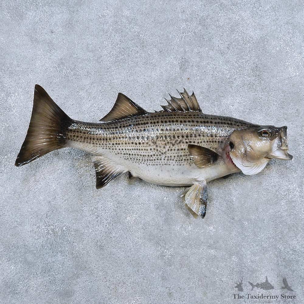 Sunshine Hybrid Bass Fish Mount For Sale #14331 @ The Taxidermy Store