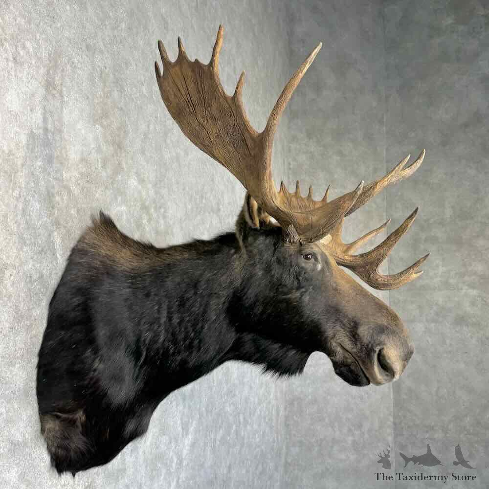 Shiras Moose Shoulder Mount For Sale #31234 @ The Taxidermy Store