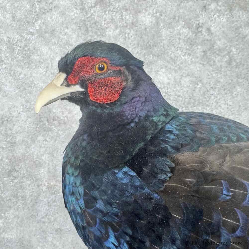 Black Pheasant Bird Mount For Sale #31811 @ The Taxidermy Store