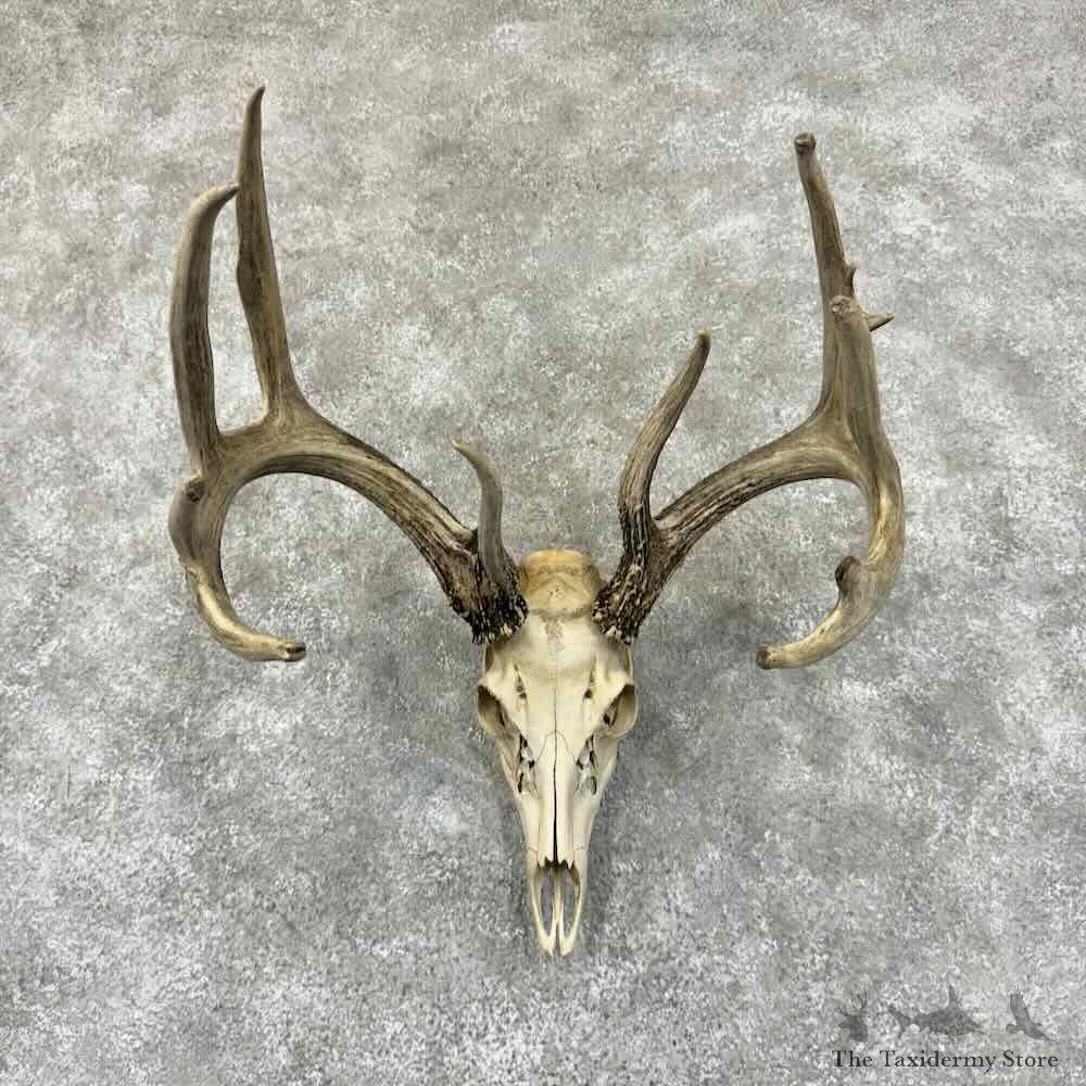 Whitetail Deer Skull European Mount For Sale #30908 @ The Taxidermy Store