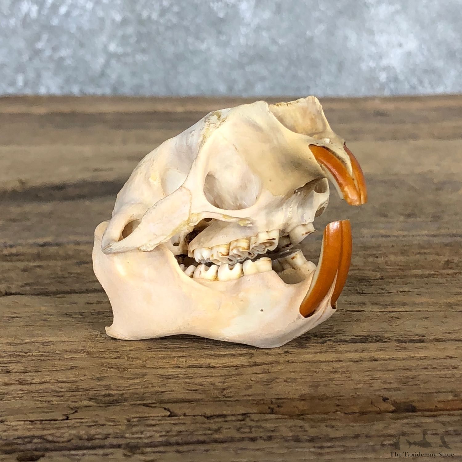 Porcupine Skull Mount For Sale #19825 @ The Taxidermy Store