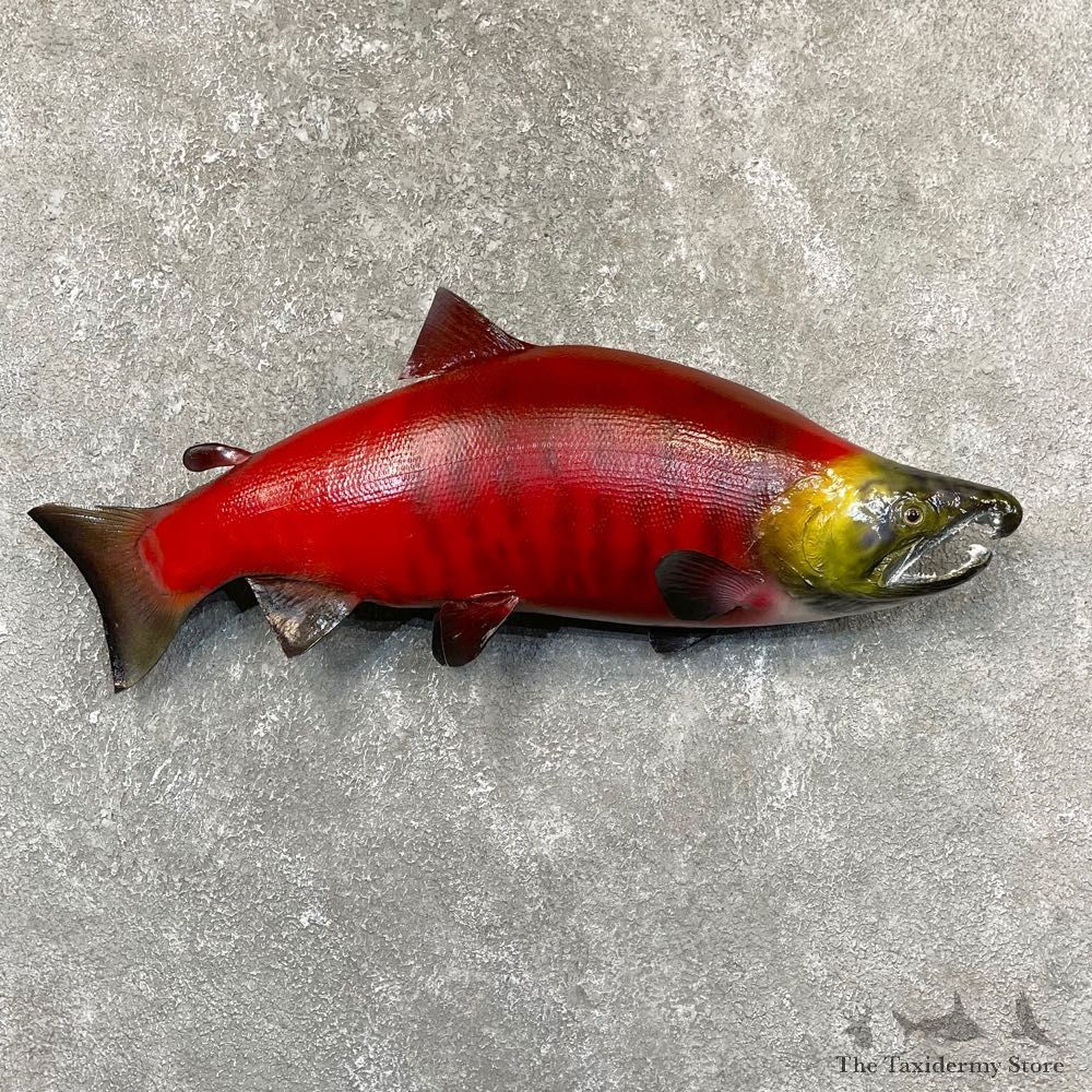 Sockeye Salmon Taxidermy Fish Mount For Sale #24367 @ The Taxidermy Store