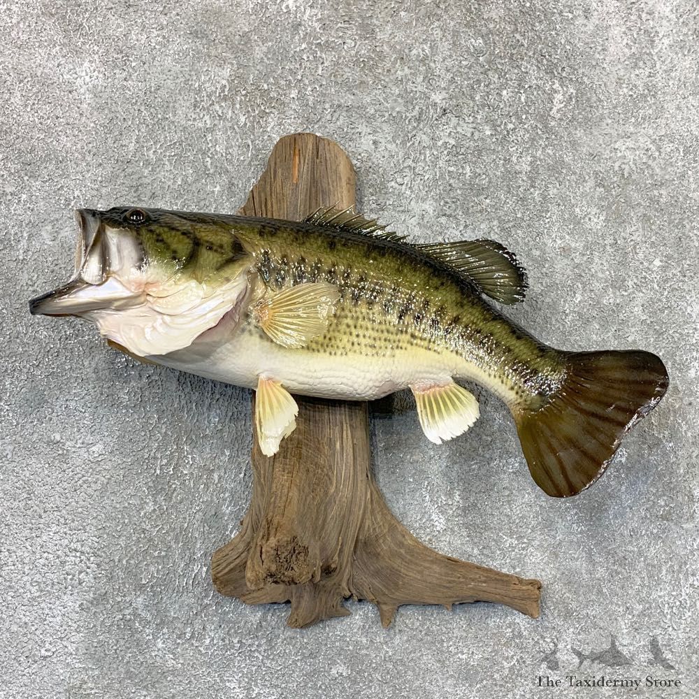 Largemouth Bass Fish Mount For Sale #22375 @ The Taxidermy Store