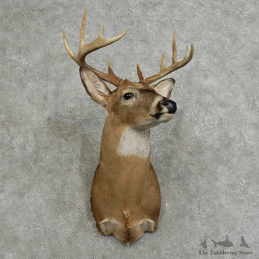 Whitetail Deer Shoulder Mount For Sale #16081 @ The Taxidermy Store
