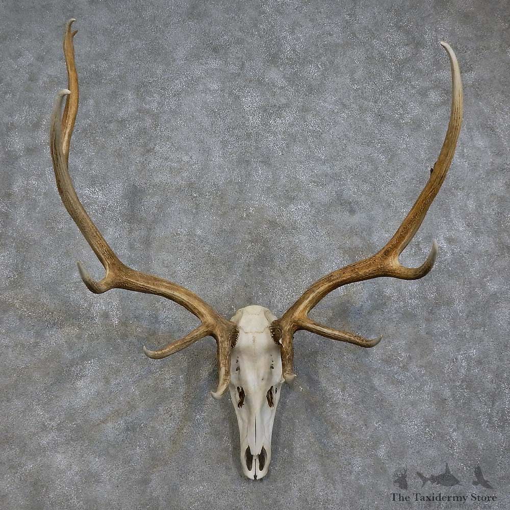 Elk Skull Antler European Mount For Sale #15726 @ The Taxidermy Store