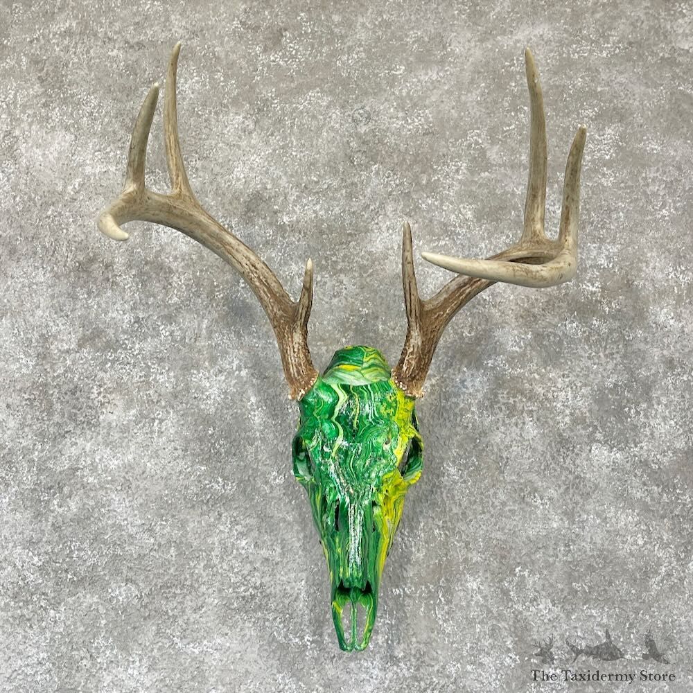 Whitetail Deer Dipped Skull Mount For Sale #28101 @ The Taxidermy Store