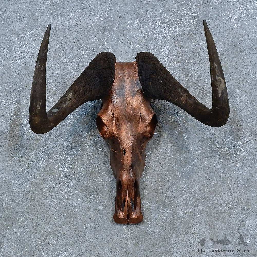 Black Wildebeest Skull European Mount For Sale #15438 @ The Taxidermy Store
